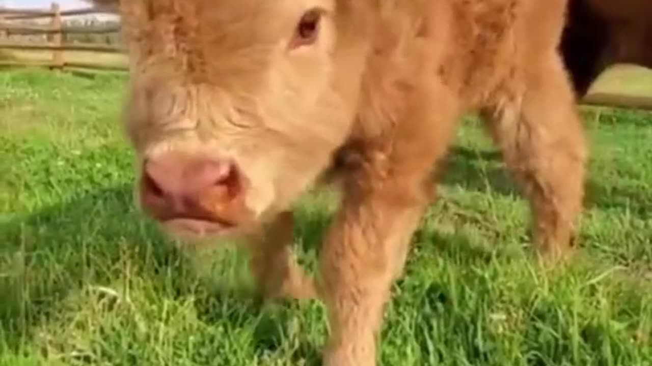 Scottish Highland Cows!