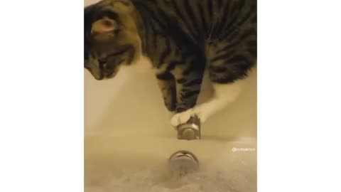 Cat and water