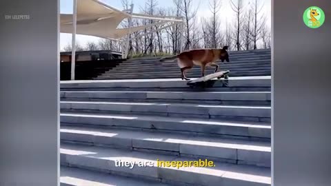 This Dog is in Love With Skateboarding