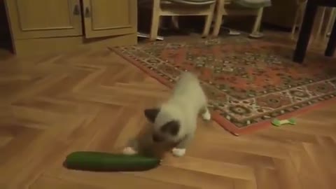 Cat Vs. Cucumber Who will win!?