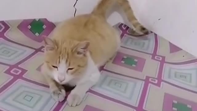 Look at this cat lol so cute