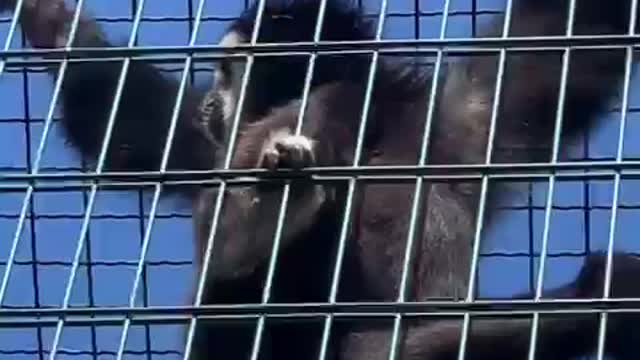 Singing monkey