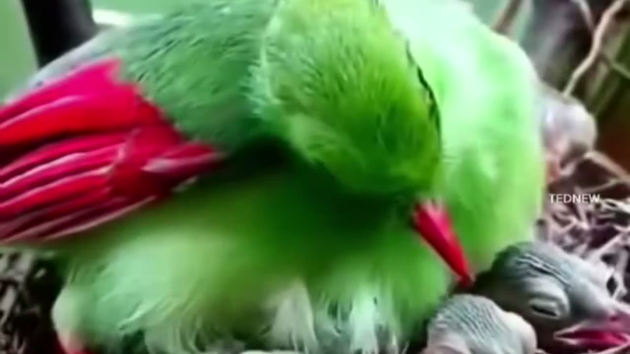 Beautiful natural bird beautiful video