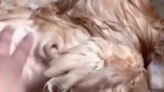 record the cat's daily # pet's daily record