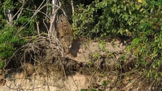 Human and animals funny moments/fails/attacks