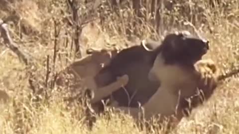 WILD ANIMALS HUNTING PREY COMPILATION RELAX FOR LIFE ​​ #55