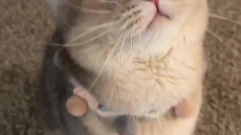 Baby cat - cute and funny cat video