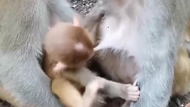 # Cute animals#3