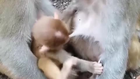 # Cute animals#3