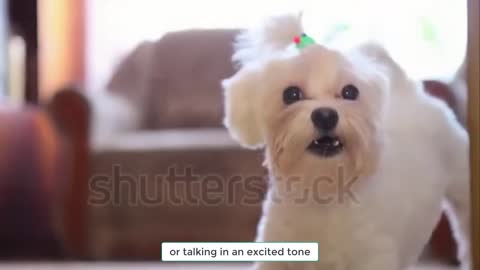 How to train your dog easy..