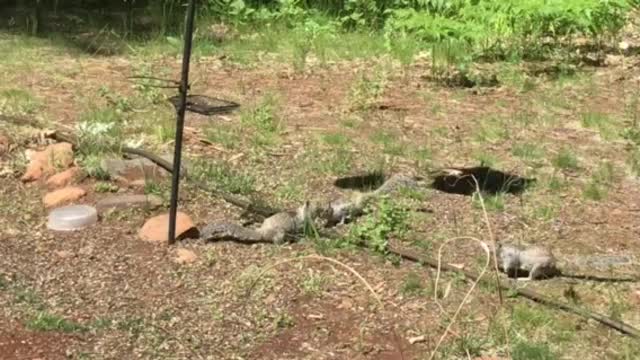 Ground squirrels cleaning up after the birds