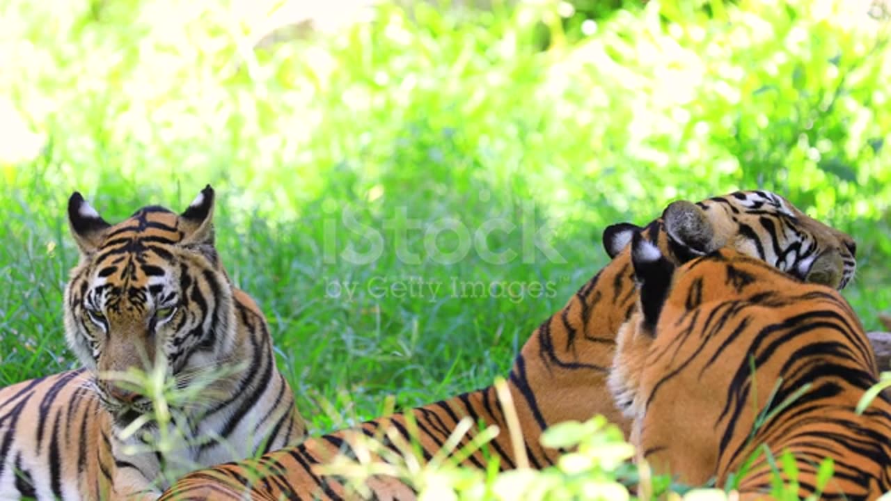 Wild adult tiger lying on the ground in natural habitat.