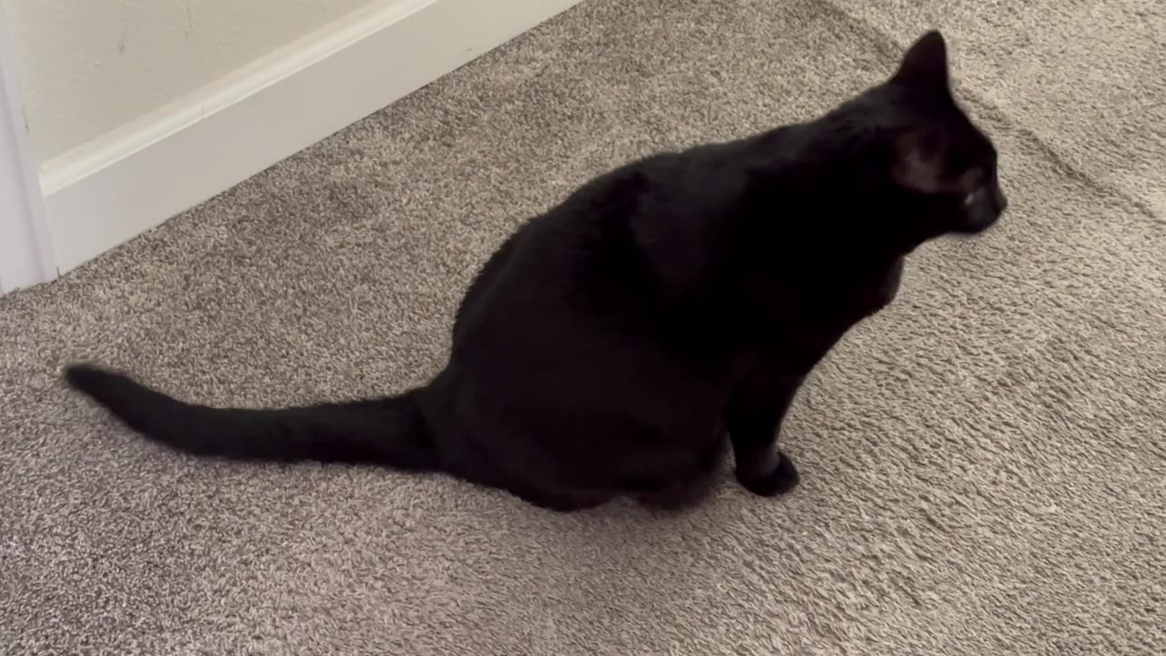 Adopting a Cat from a Shelter Vlog - Cute Precious Piper Has a Talent for Carpet Sweeping