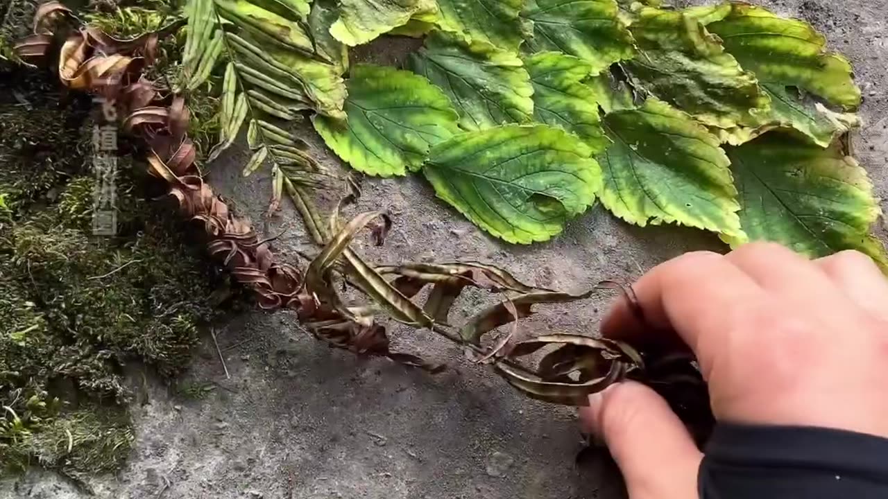 nature art