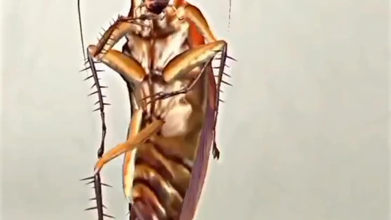 Updated cockroach