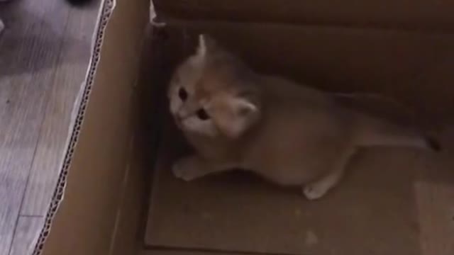 cat#foryou#usa