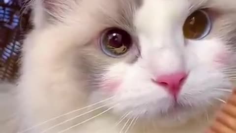 Funny cat