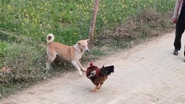 What a fun fight between a hen and a dog