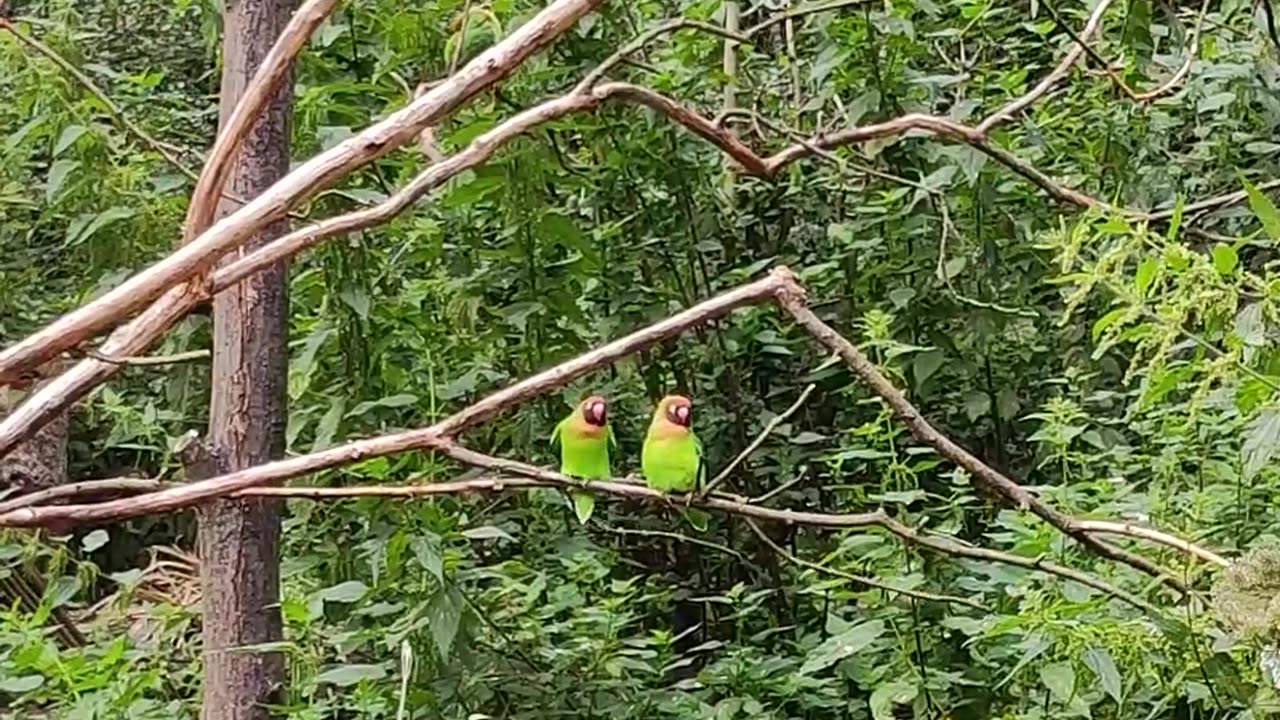 Parrot Has a Little Too Much Fun on Tree Branch