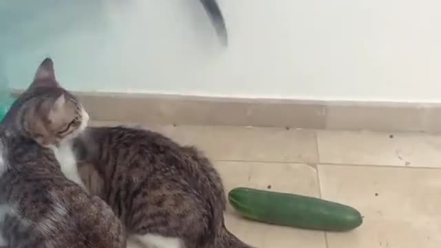 GATOS FICAM ASSUSTADOS COM MEDO DO PEPINO