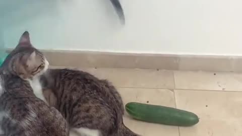 GATOS FICAM ASSUSTADOS COM MEDO DO PEPINO