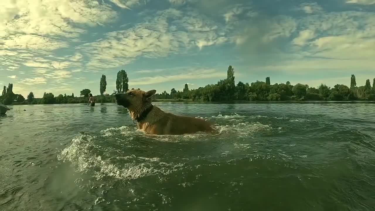 The Most amazing Dog Jump and tail flip you have ever seen