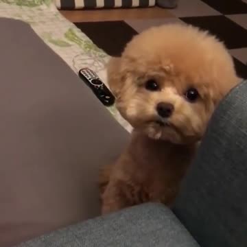 You've changed your dog