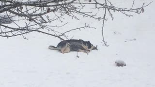 Masked Alaskan Malamute At Play In The Snow