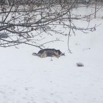 Masked Alaskan Malamute At Play In The Snow