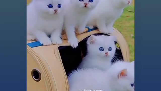 Funny cat dancing