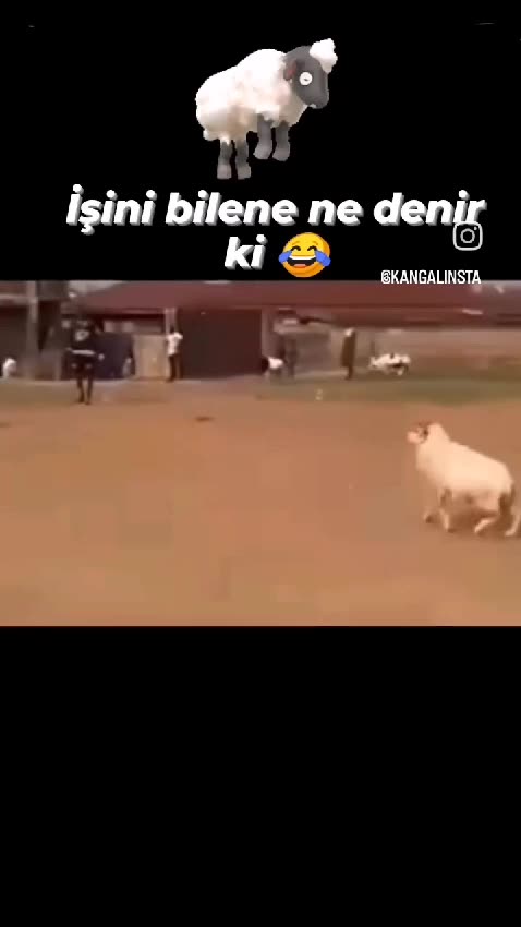 When two sheep get ready to fight, but one ends up just dodging and jumping in the air instead! 😂🥊🐑