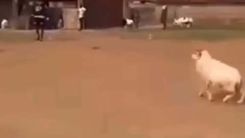 When two sheep get ready to fight, but one ends up just dodging and jumping in the air instead! 😂🥊🐑