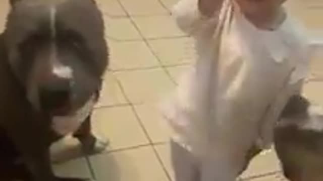 Adorable Little Toddler and Pitbulls