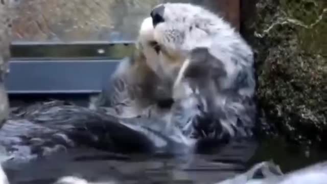 The seals are getting massages