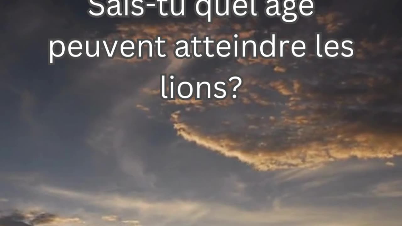 Fait sur le Lion 1 - Sais-tu quel âge peuvent atteindre les lions?