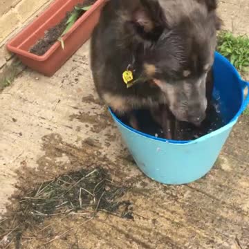 Goofy Dog Climbs Into Water Bucket, Hilariously Falls Over