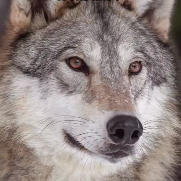 What My Dog He Thinks He Looks Like