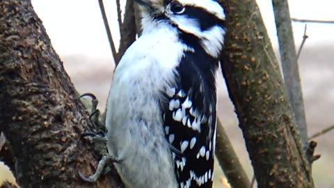 Downy Woodpecker