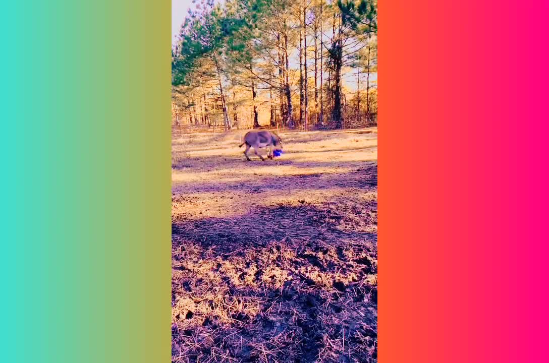 Funny donkey 🐴🐴🐴