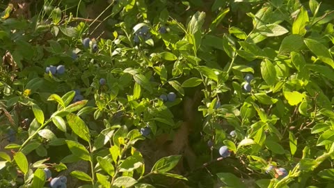 Blueberry Season