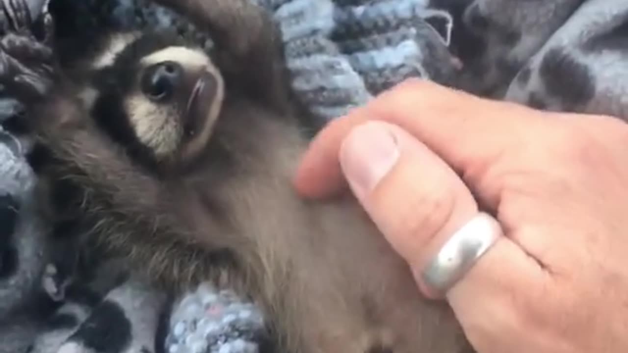 Man rescues poor baby raccoon lost its mother #rescueanimals