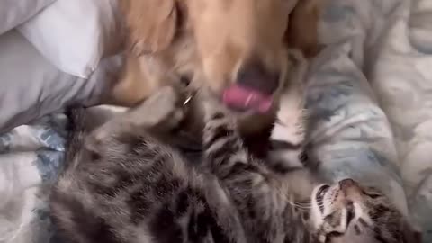 Funny cat and animals videos