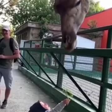 Baby Boy Feeds The Giraffe 🥰👀🥰