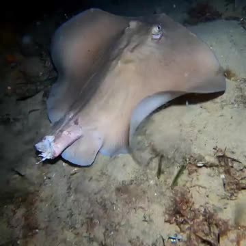 Stingray survive without tail