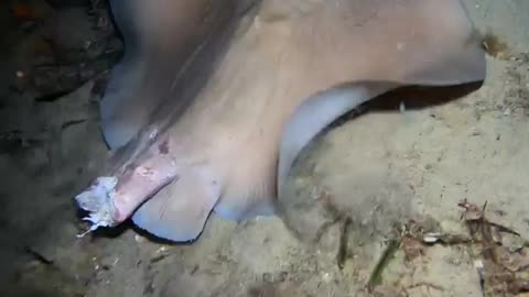 Stingray survive without tail