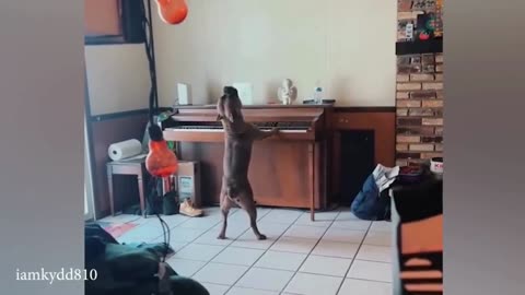 FUNNIEST Dogs Videos of 2024😇