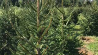 Inside rows of green giants getting mowed around