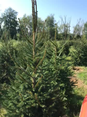 Inside rows of green giants getting mowed around