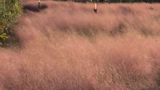 Pink Muhly in Jeju Island