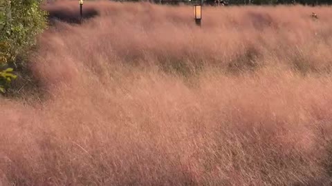 Pink Muhly in Jeju Island